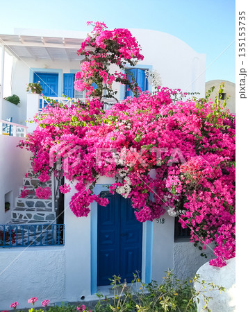 イアの街並み　綺麗な花　ギリシャのサントリーニ島　 135153735