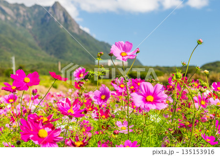コスモス モッチョム岳 洋上アルプス屋久島(秋 コスモス モッチョム岳 洋上アルプス屋久島(秋 135153916