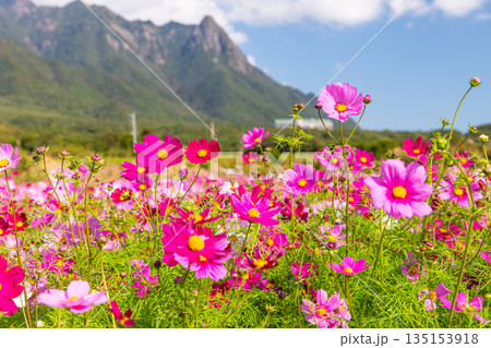 コスモス　モッチョム岳　洋上アルプス屋久島(秋 135153918