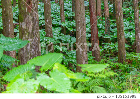 クワズイモ 神が宿る島屋久島(冬 クワズイモ 神が宿る島屋久島(冬 135153999