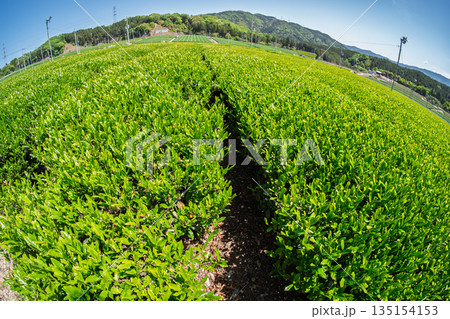 京都府綴喜郡宇治田原町で撮影した緑豊かな茶畑と桜 135154153