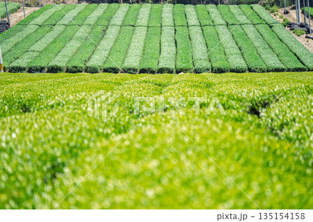 京都府綴喜郡宇治田原町で撮影した緑豊かな茶畑と桜 135154158