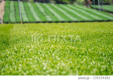 京都府綴喜郡宇治田原町で撮影した緑豊かな茶畑と桜 135154162