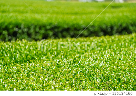 京都府綴喜郡宇治田原町で撮影した緑豊かな茶畑と桜 135154166