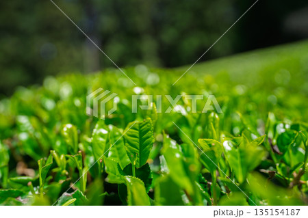 京都府綴喜郡宇治田原町で撮影した緑豊かな茶畑と桜 135154187