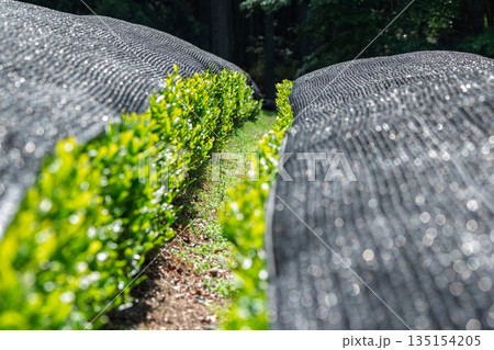 京都府綴喜郡宇治田原町で撮影した緑豊かな茶畑と桜 135154205