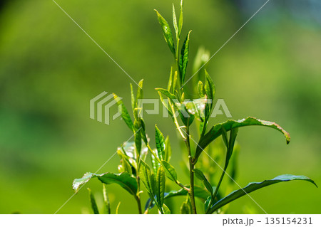 京都府綴喜郡宇治田原町で撮影した緑豊かな茶畑と桜 135154231