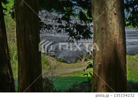 京都府綴喜郡宇治田原町で撮影した緑豊かな茶畑と桜 135154232