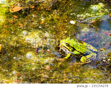 Frog Kingdom Toads in a Natural Pond Habitat Frog Kingdom Toads in a Natural Pond Habitat 135154279