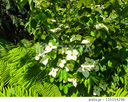 Botanical Oasis A Symphony of Blooming Harmony 135154296