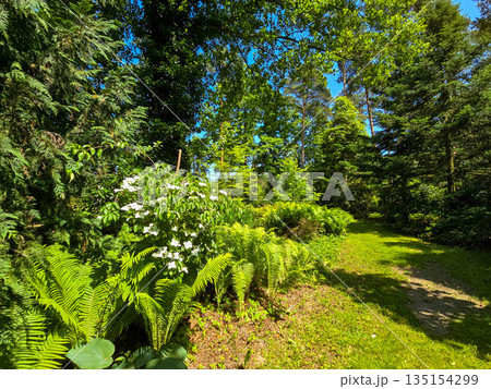 Botanical Oasis A Symphony of Blooming Harmony Botanical Oasis A Symphony of Blooming Harmony 135154299