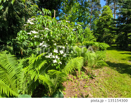 Botanical Oasis A Symphony of Blooming Harmony Botanical Oasis A Symphony of Blooming Harmony 135154300