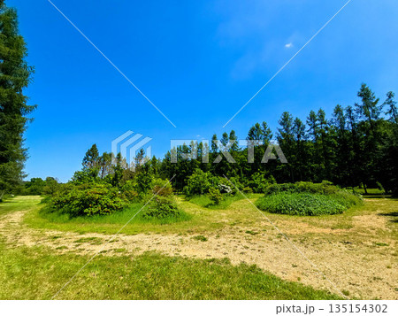 Botanical Oasis A Symphony of Blooming Harmony Botanical Oasis A Symphony of Blooming Harmony 135154302