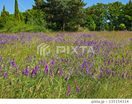 Botanical Wonderland A Symphony of Blooms 135154314