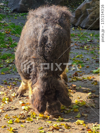 Mangalica woolly pig digging in autumn soil Mangalica woolly pig digging in autumn soil 135154316