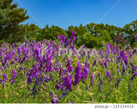 Botanical Wonderland A Symphony of Blooms Botanical Wonderland A Symphony of Blooms 135154318