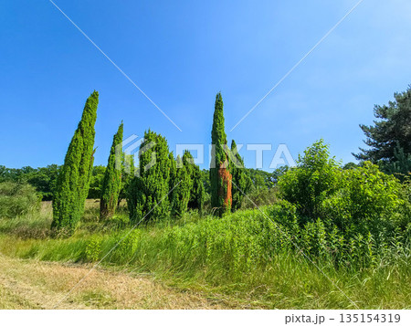 Botanical Wonderland A Symphony of Blooms Botanical Wonderland A Symphony of Blooms 135154319