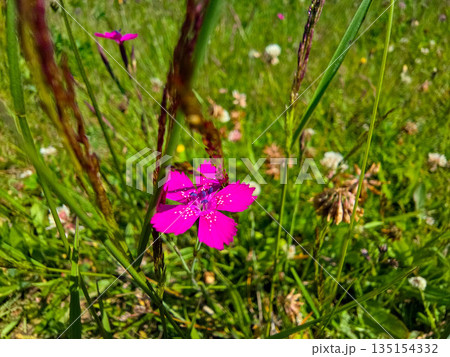 Botanical Wonderland A Symphony of Blooms Botanical Wonderland A Symphony of Blooms 135154332
