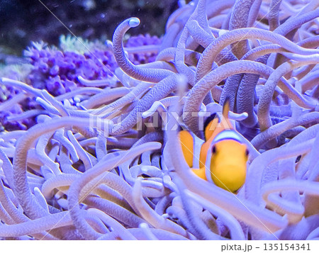 Orange clownfish Amphiprion hiding among anemone tentacles. 135154341