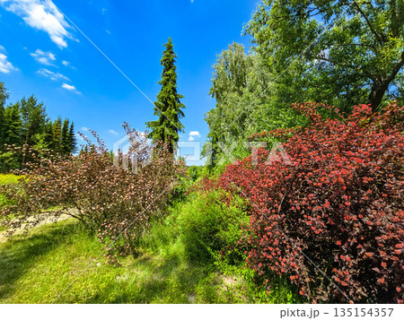 Floral Symphony A Riot of Colors in the Botanical Garden 135154357
