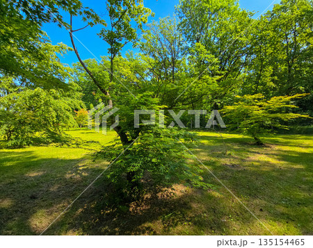 Botanical Elegance Vibrant Flowers and Lush Greenery in a Botanical Garden Botanical Elegance Vibrant Flowers and Lush Greenery in a Botanical Garden 135154465