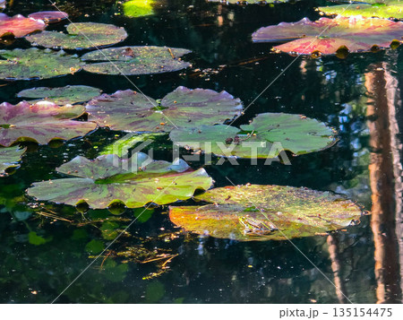 Frog Princes Toads on Lily Pads in Natural Habitat 135154475