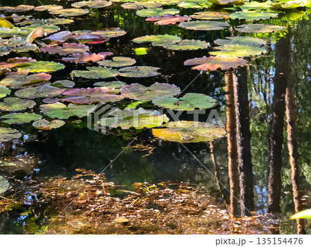 Frog Princes Toads on Lily Pads in Natural Habitat Frog Princes Toads on Lily Pads in Natural Habitat 135154476