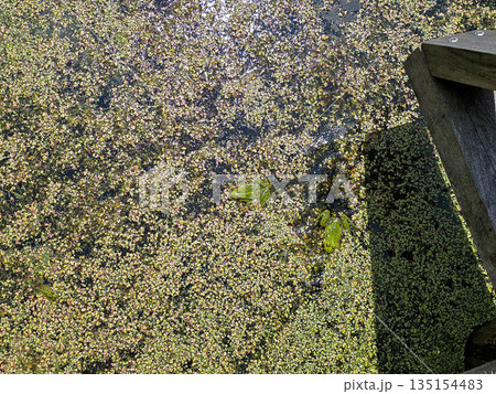 Swamp Symphony Frogs in Their Natural Wetland Habitat  135154483