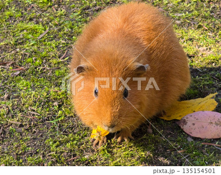 Two guinea pigs on green grass in autumn Two guinea pigs on green grass in autumn 135154501