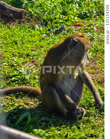 Crab-eating macaque sitting on green grass Crab-eating macaque sitting on green grass 135154508