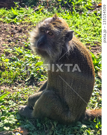 Crab-eating macaque sitting on green grass Crab-eating macaque sitting on green grass 135154509