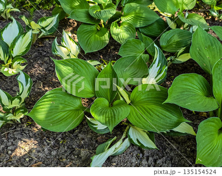 Paradise Oasis Blooming Botanical Garden in Sunlight 135154524
