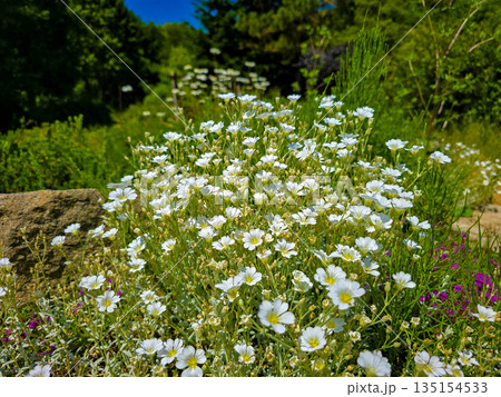 Botanical Paradise Lush Garden Splendor 135154533