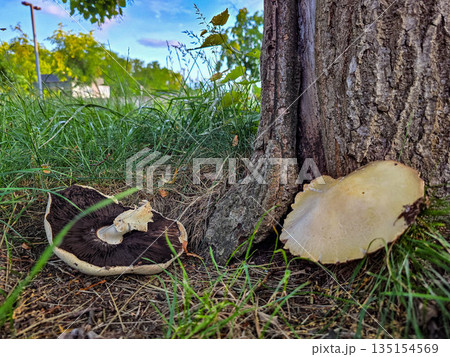 Forest Mushrooms in Natural Habitat Forest Mushrooms in Natural Habitat 135154569