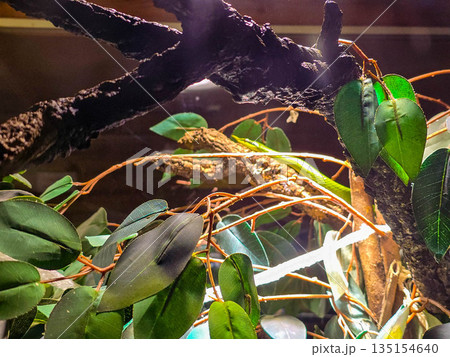 Rhinoceros Ratsnake Gonyosoma boulengeri close-up on a tree branch. 135154640