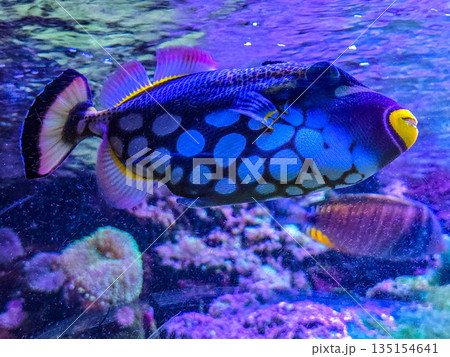 Clown triggerfish Balistoides conspicillum swimming in a coral reef aquarium. 135154641