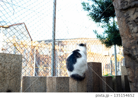 猫神社(松乃木大明神)に居着く猫の後ろ姿 猫神社(松乃木大明神)に居着く猫の後ろ姿 135154652