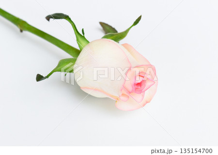 beautiful pink rose flower isolated on white background, valentine day 135154700