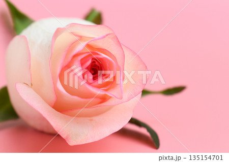 beautiful pastel rose flower on pink background, valentine day beautiful pastel rose flower on pink background, valentine day 135154701