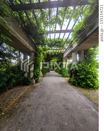 Concrete Tunnel Covered in Lush Ivy Concrete Tunnel Covered in Lush Ivy 135154721