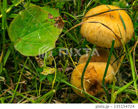 Wild Meadow Mushrooms in Natural Habitat 135154724