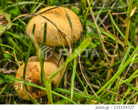 Wild Meadow Mushrooms in Natural Habitat 135154727