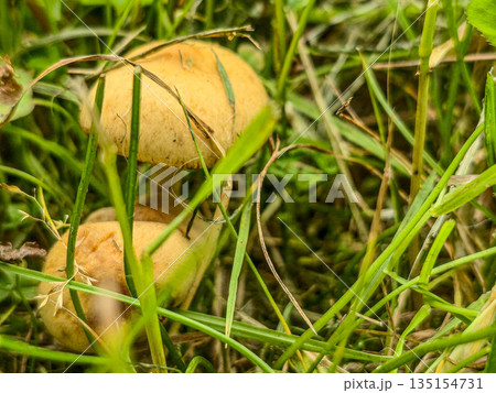 Wild Meadow Mushrooms in Natural Habitat 135154731