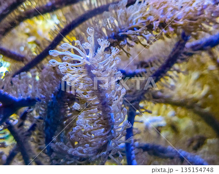 Close-up of soft coral polyps underwater in a reef aquarium. 135154748