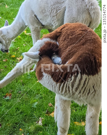 Group of fluffy alpacas grazing on a green autumn pasture with fallen leaves. 135154774