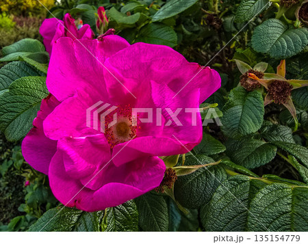 Summer Flower Beds in Full Bloom 135154779