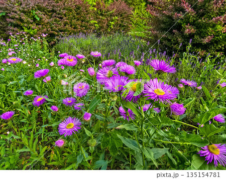 Summer Flower Beds in Full Bloom 135154781
