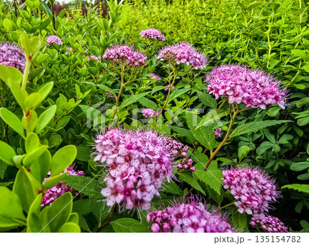 Summer Flower Beds in Full Bloom 135154782