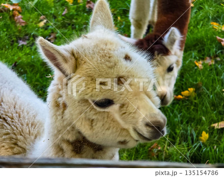 Group of fluffy alpacas grazing on a green autumn pasture with fallen leaves. 135154786
