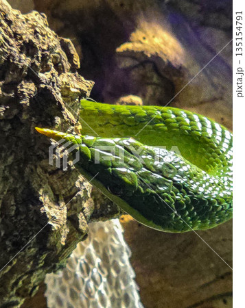 Rhinoceros Ratsnake Gonyosoma boulengeri close-up on a tree branch. Rhinoceros Ratsnake Gonyosoma boulengeri close-up on a tree branch. 135154791